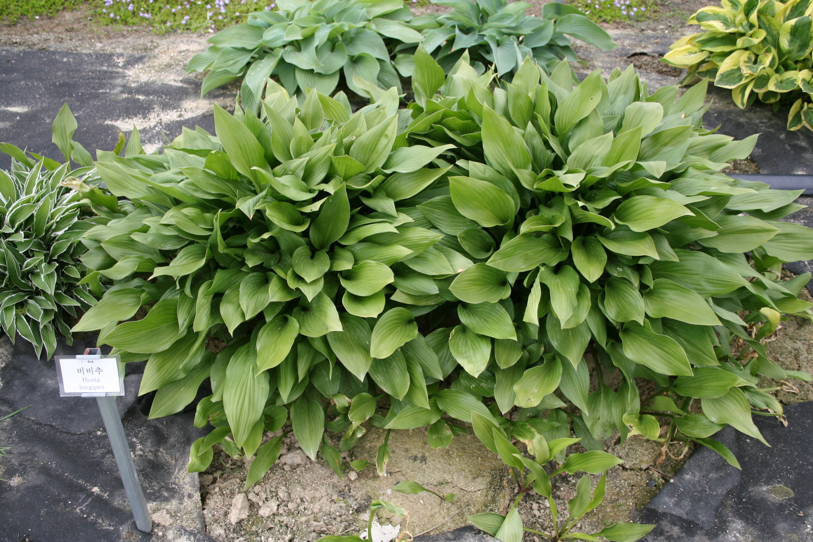 Hosta longipe